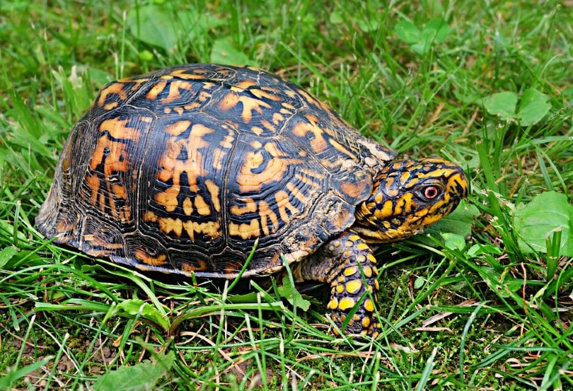 Read more about the article Являются ли коробчатые черепахи отличными домашними животными?  Что тебе нужно знать!