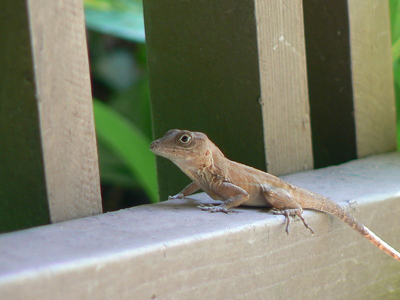 Киботы Anolis на палубе дома