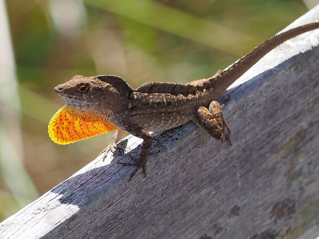 Анол коричневый (Anolis sagrei)