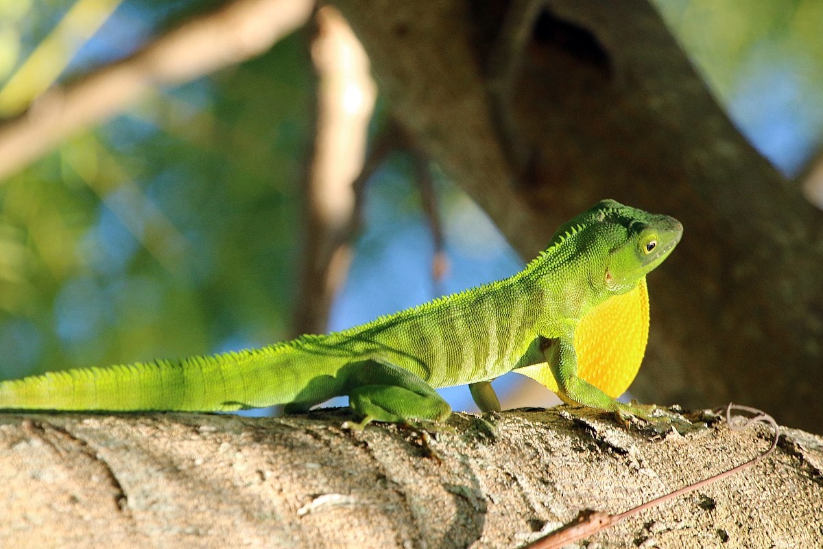 Подгрудок ямайского гигантского анола ( Anolis garmani )