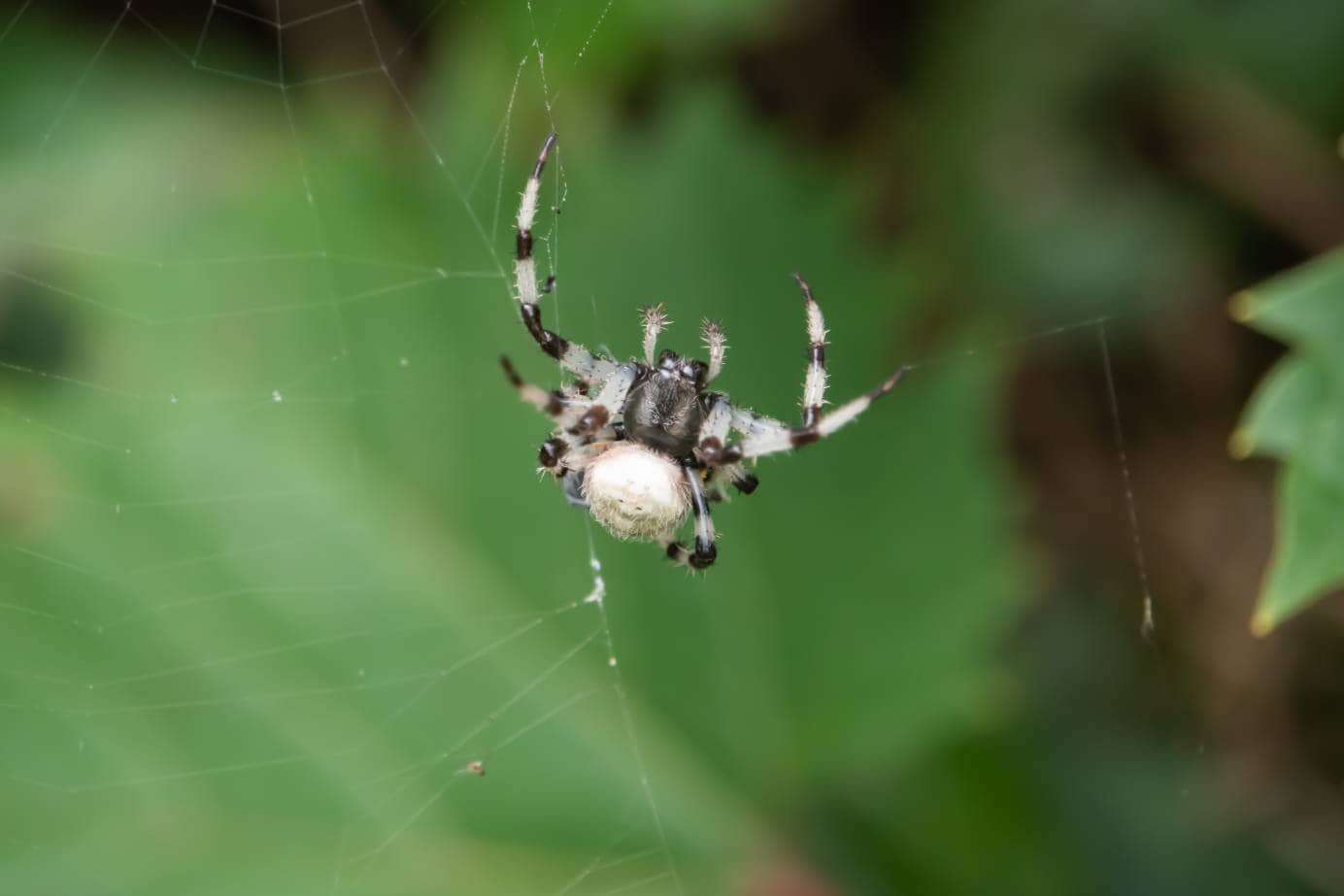 Shamrock Orb Weaver, вид сбоку_Erik Agar_Shutterstock