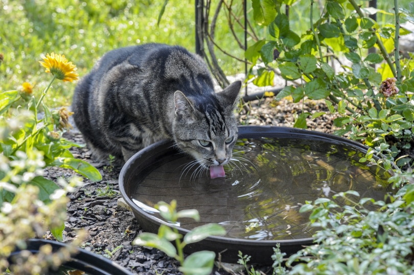 дикая кошка пьет воду