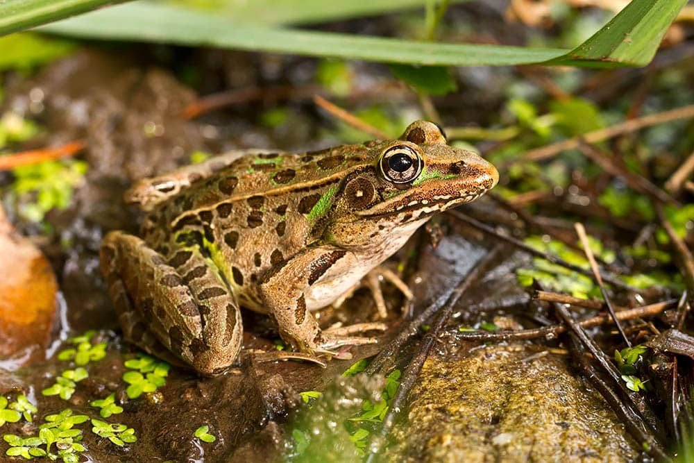 Лягушка нашла щель. Leopard Frog. Северная леопардовая лягушка. Найди лягушку.