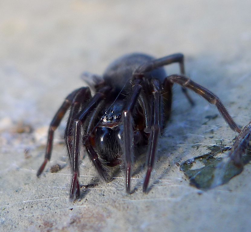 Амауробиус ферокс.  Black Lace-weaver - Flickr - gailhampshire (1)