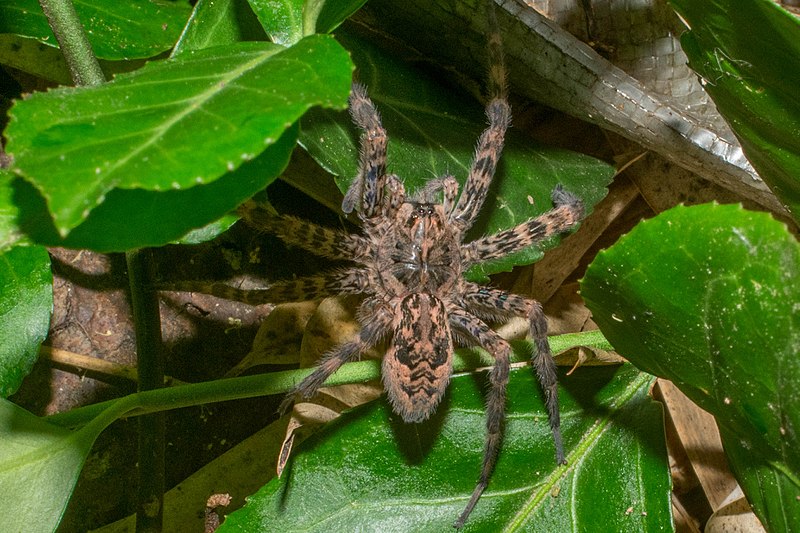 Темный паук-рыболов (Dolomedes tenebrosus)