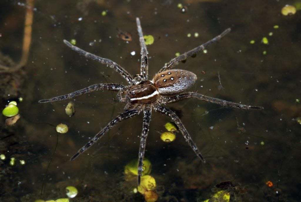 Six-Spotted Fishing (Dock) Spider, вид спереди