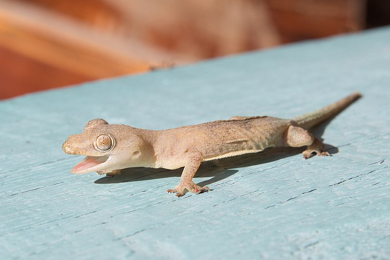 Common House Gecko с открытым ртом в Лаосе