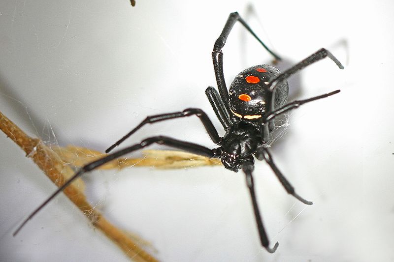 Северная черная вдова - Latrodectus variolus, Вудбридж, Вирджиния