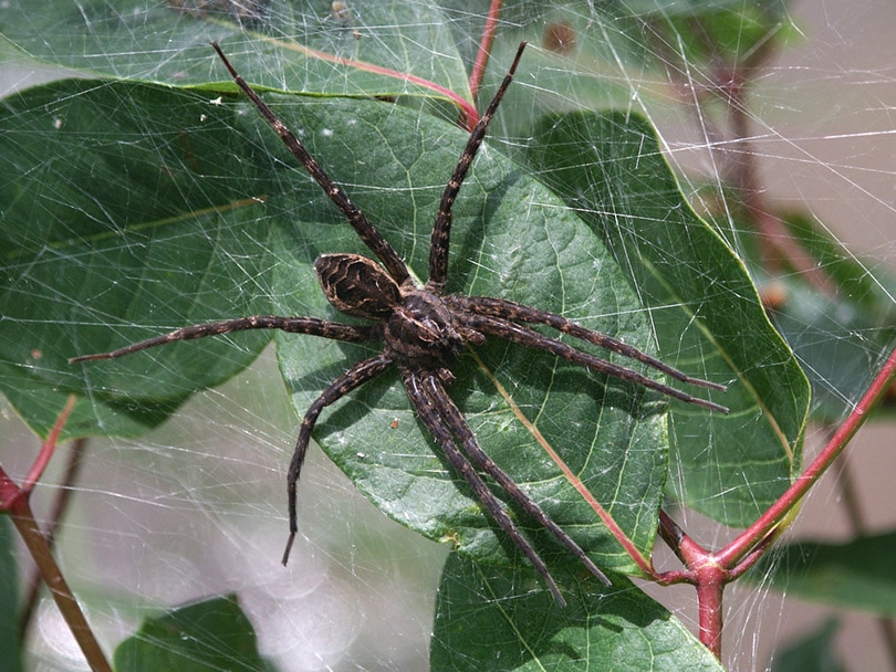 Темный паук-рыболов (Dolomedes tenebrosus)