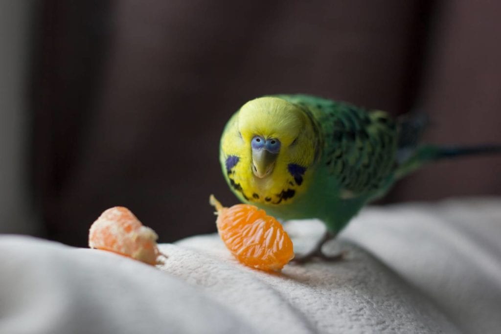 Budgies-Eat-Orange_Kolotygin-Igor_Shutterstoc