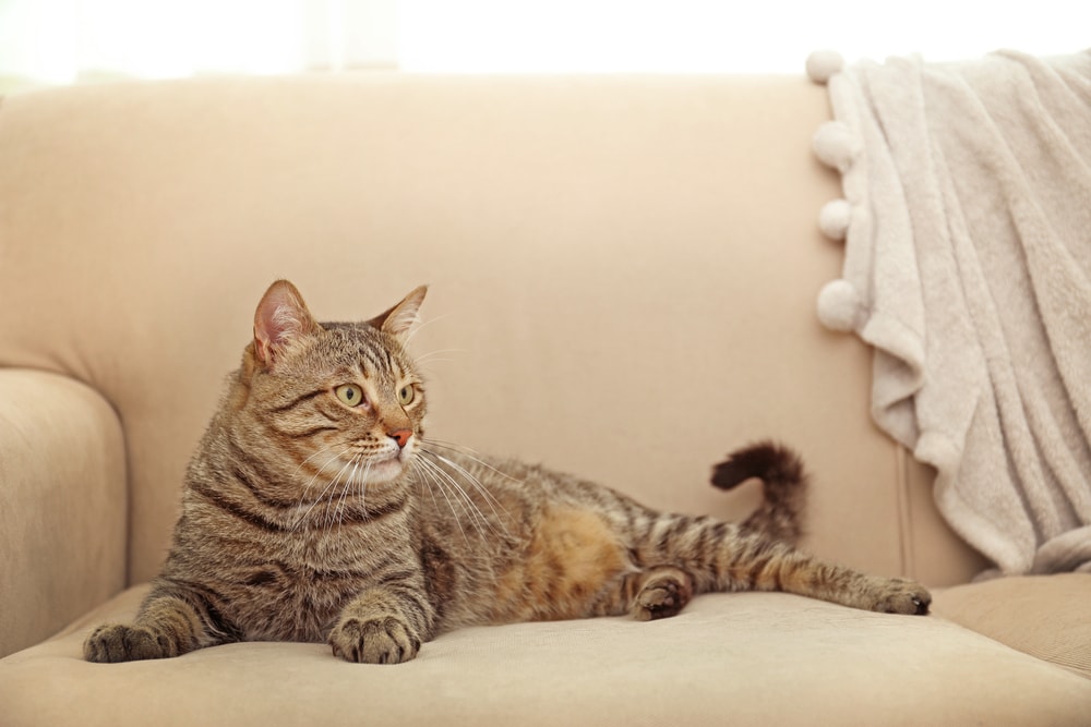 Read more about the article Как защитить мебель от кошек: 5 советов и хитростей
