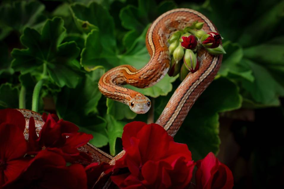 You are currently viewing Tessera Corn Snake Morph: особенности, история и уход (с иллюстрациями)