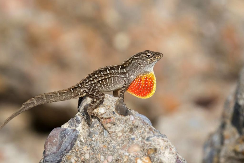 коричневый анол надувает горло_Натали Кузьмина_Shutterstock