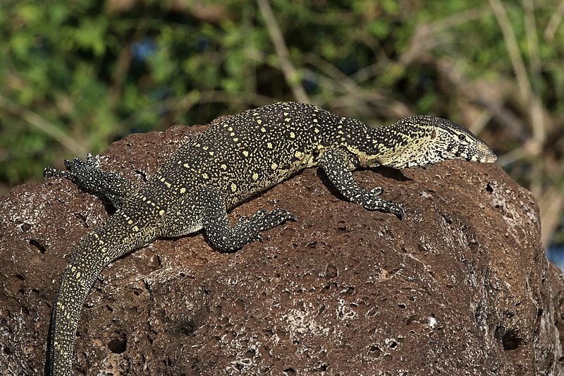 Нильский варан (Varanus niloticus)