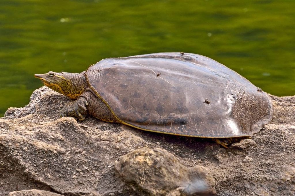 Колючая черепаха Softshell на камне_Damann_shutterstock