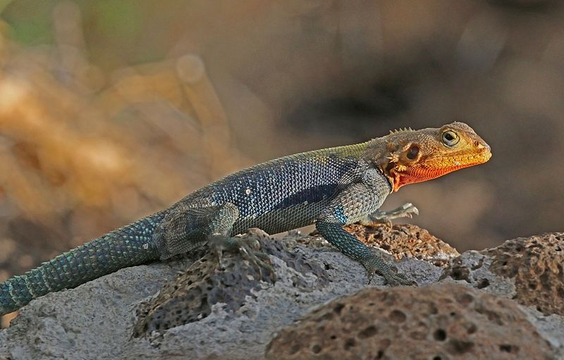 Рыжая скальная агама (Agama agama) самец