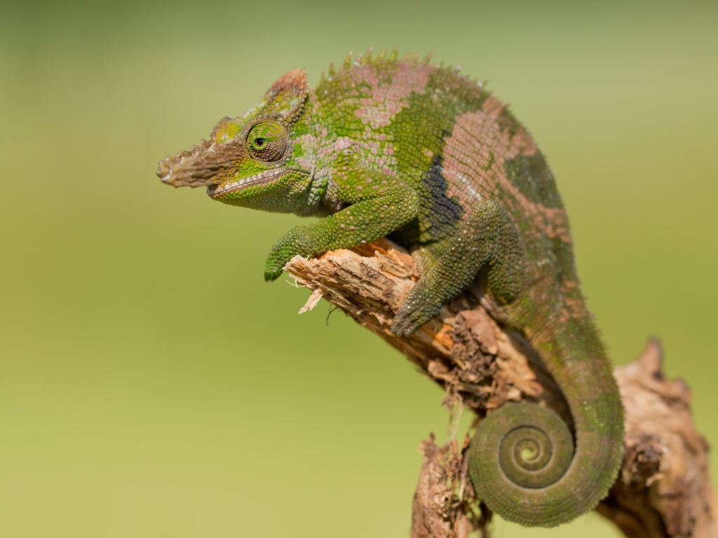 Фишера,Хамелеон,(kinyongia,Fischeri,),Is,A,Species,Of,Chameleon,