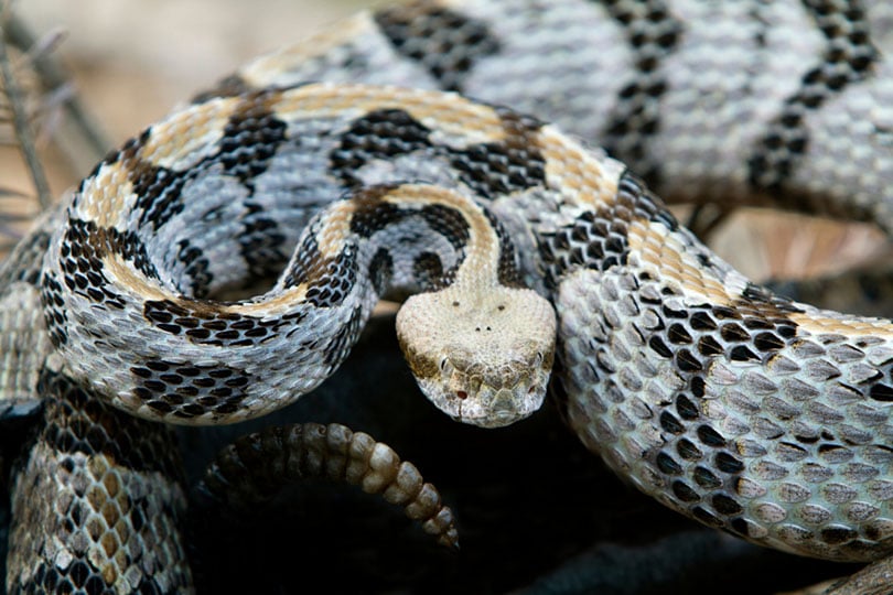 Read more about the article Как долго змея может обходиться без еды?