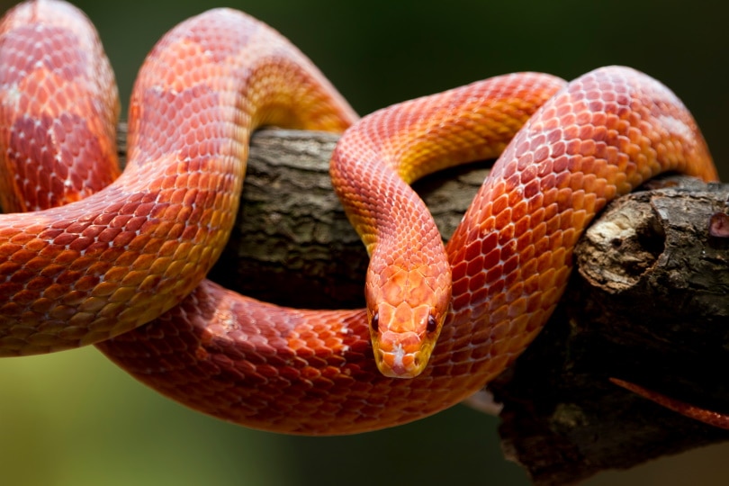 Read more about the article 12 увлекательных и забавных фактов о кукурузной змее, которых вы не знали