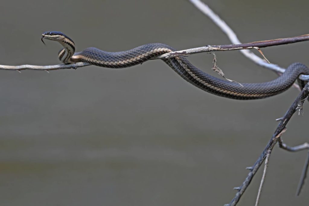 Вид сбоку Queensnake_ Лев Фрид_Shutterstock