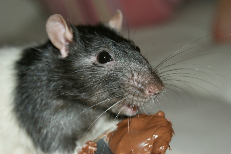 Read more about the article Могут ли мыши есть арахисовое масло?  Что тебе нужно знать!