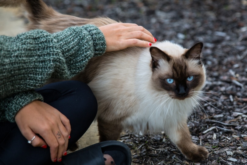 усыновить кошку