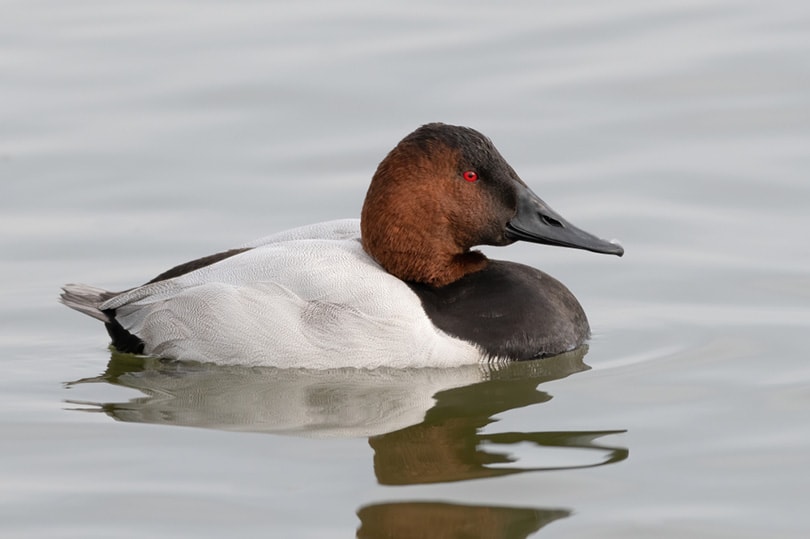 самец утки Canvasback на реке