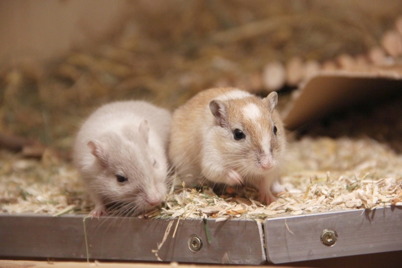 Read more about the article Как долго можно оставлять домашних мышей одних дома?  (Факты, проверенные ветеринаром)