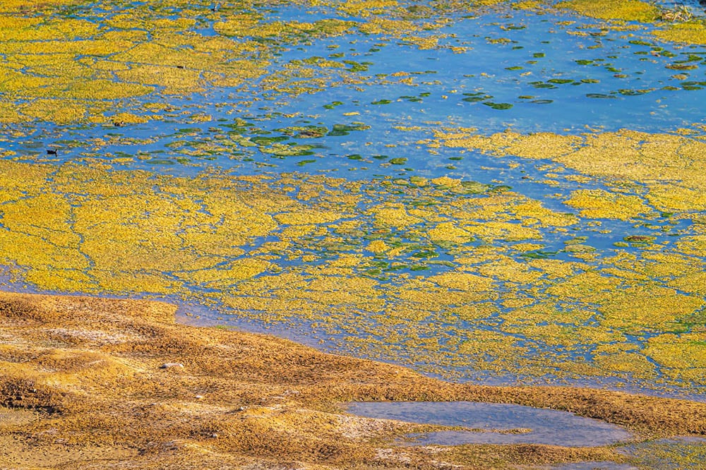 водоросли в пруду