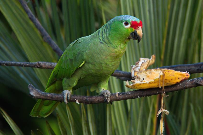 Краснолобый амазонский попугай ест_Карел Стипек_Shutterstock