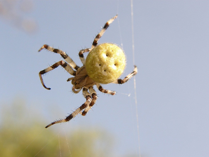 Мраморный сферический ткач (Araneus Marmoreus)