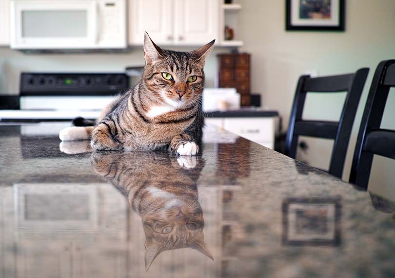 Read more about the article Как отвадить кошек от кухонных прилавков и столов (6 проверенных способов)