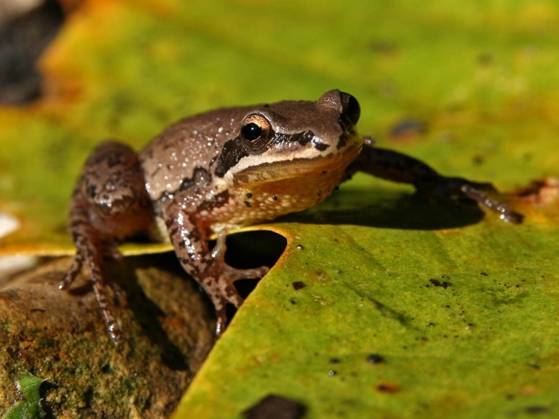 Нагорная хоровая лягушка (Pseudacris feriarum)