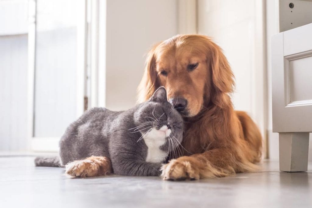 Кошка и собака_Чэндуншань_Shutterstock