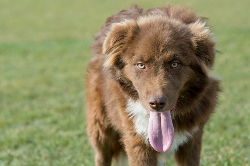 Read more about the article Почему собаки тяжело дышат?  6 распространенных причин, одобренных ветеринаром