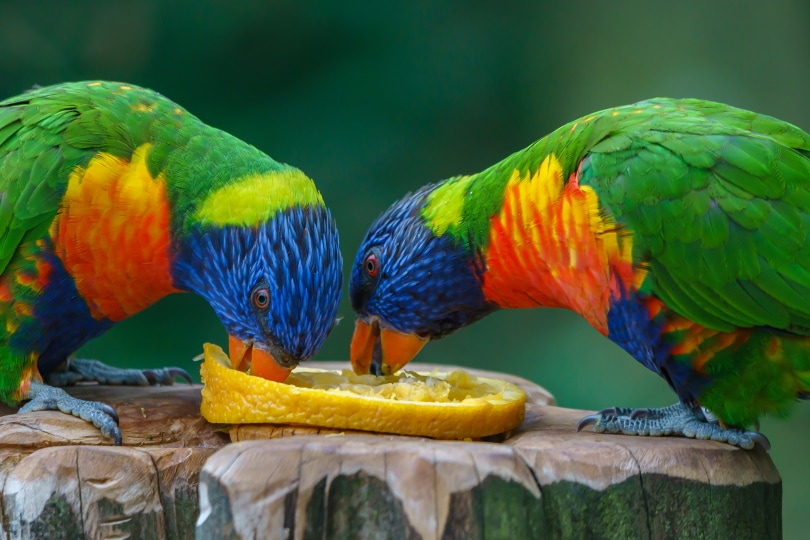 Read more about the article Можно ли попугаям есть лимоны?  Что тебе нужно знать