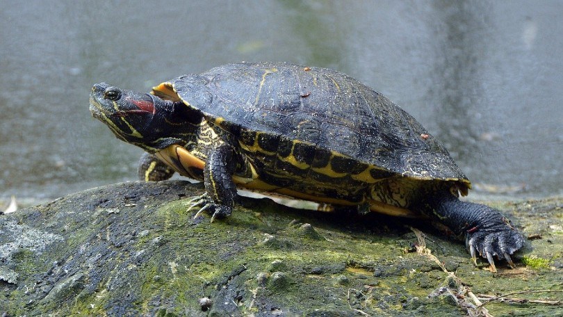 Read more about the article Где купить красноухую черепаху в 2023 году?  (Заводчики и советы)
