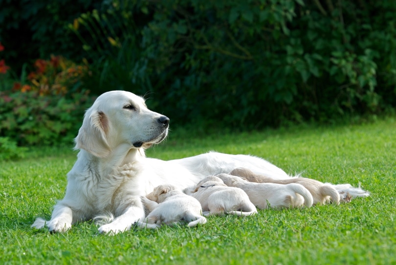 Read more about the article Как долго собака беременна?  Сколько времени нужно, чтобы сделать щенков?
