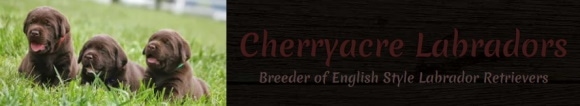 Логотип лабрадоров Cherryacre