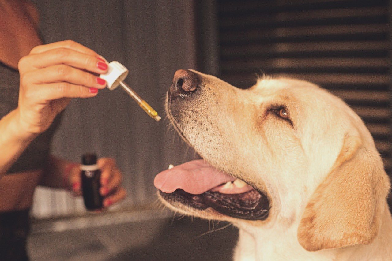 Read more about the article 10 потенциальных побочных эффектов масла CBD для собак: прочтите это в первую очередь!