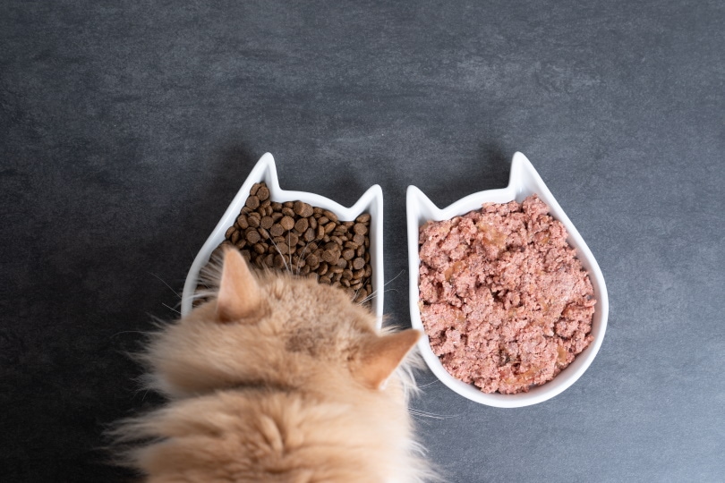 Read more about the article Стоит ли смешивать влажный и сухой корм для кошек?  (Плюсы и минусы)