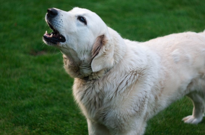 Read more about the article Как долго собака может лаять в США? Правила по штатам