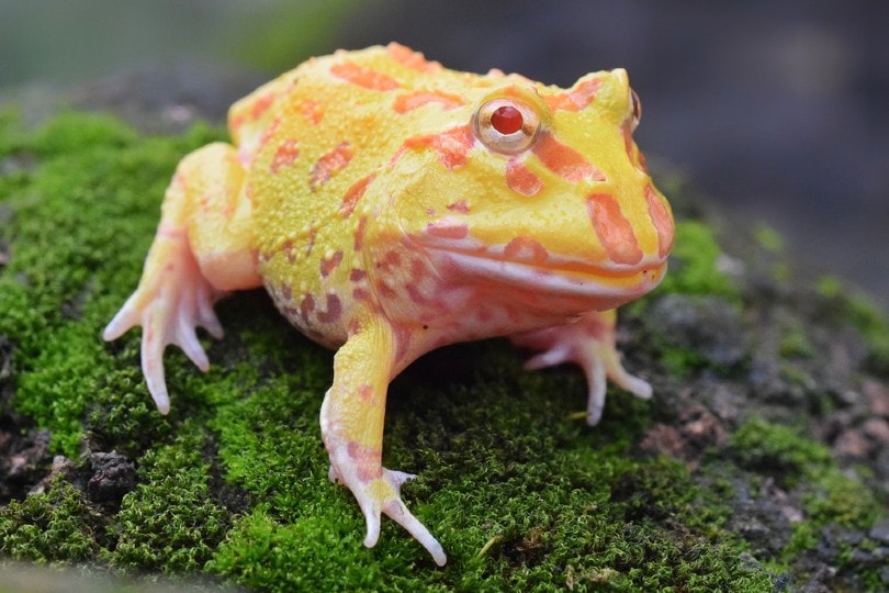 Read more about the article Albino Pacman Frog: информация и руководство по уходу для начинающих (с иллюстрациями)