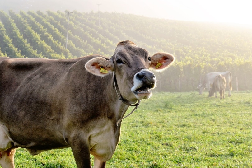 Read more about the article Потеют ли коровы?  Есть ли у них потовые железы?
