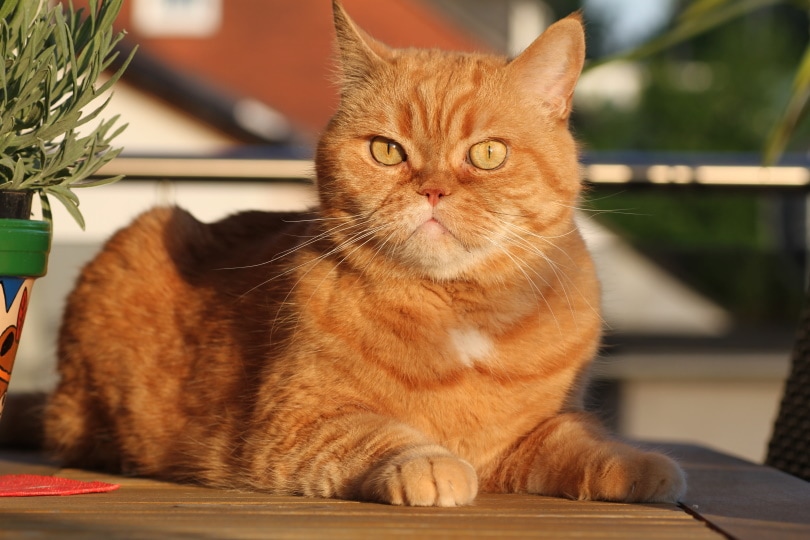 Read more about the article 250+ крутых имен кошек: классные и популярные варианты для вашей кошки