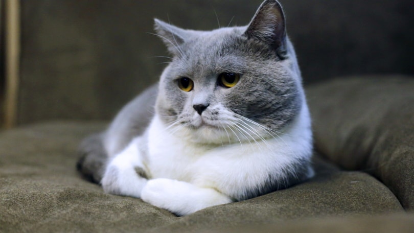 Read more about the article Может ли у кошек быть синдром Дауна?  (Причины, симптомы и лечение)