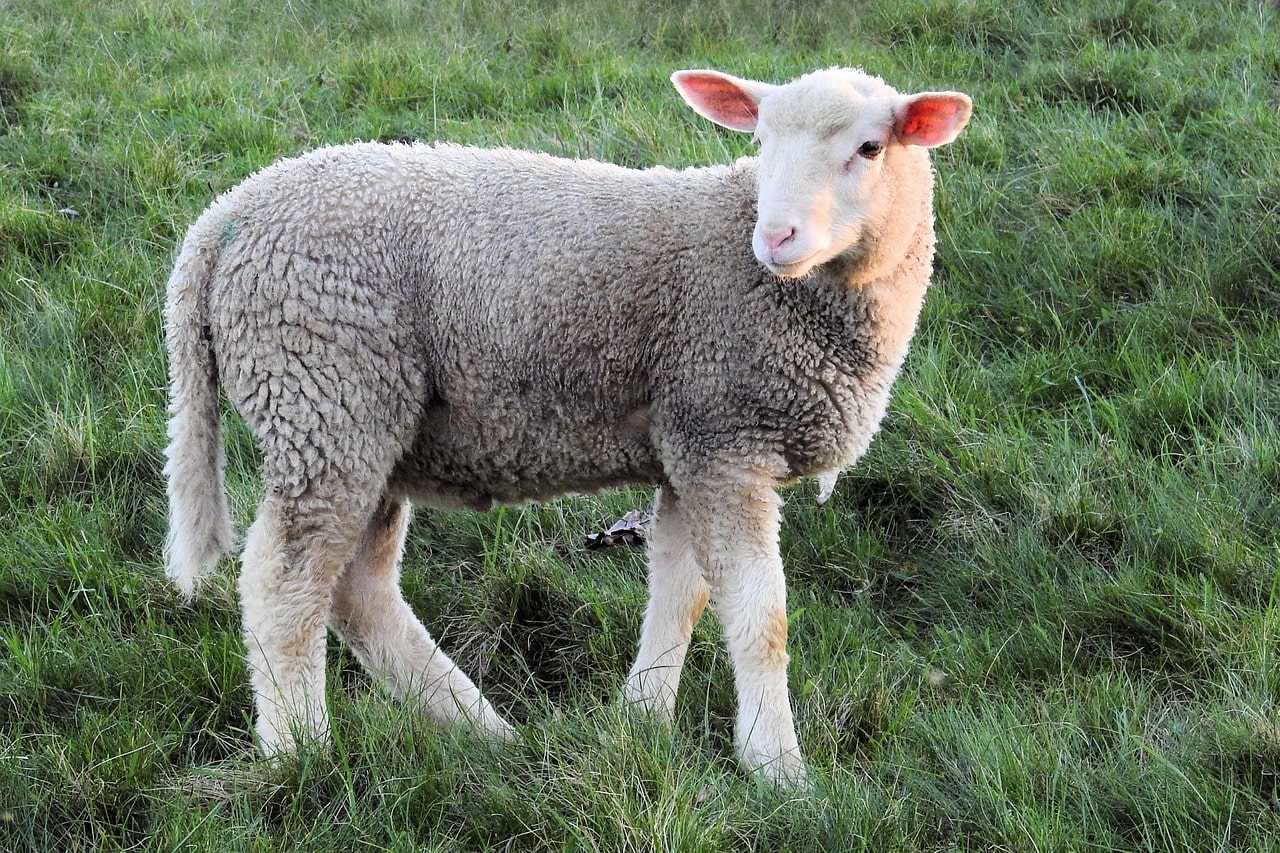 Read more about the article 3 лучших дегельминтизатора для овец в 2023 году — обзоры и лучшие решения