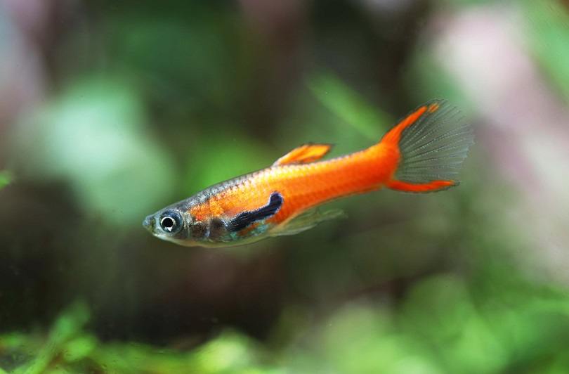 Red Scarlet или Chilli Endler Guppy_Pavaphon Supanantananont_shutterstock