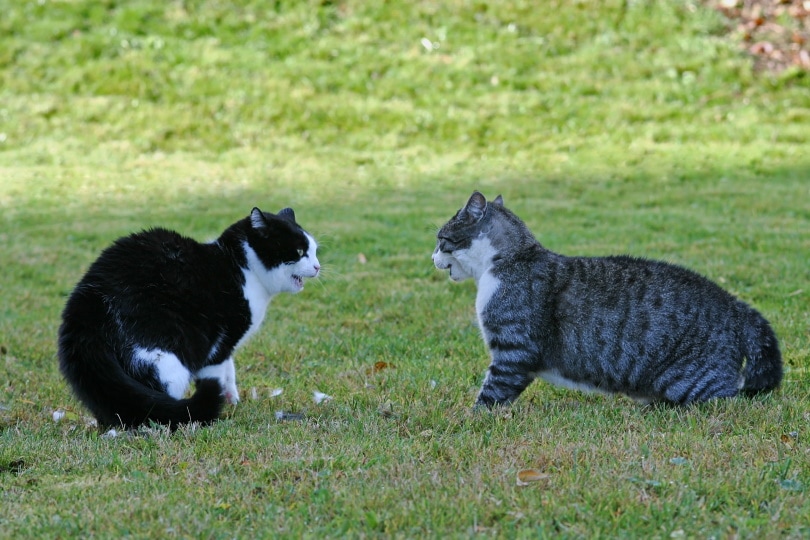 Read more about the article Кошки шипят, когда играют?  Почему они шипят?