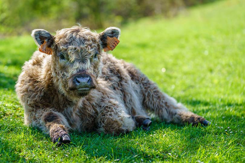 галлоуэй крупный рогатый скот